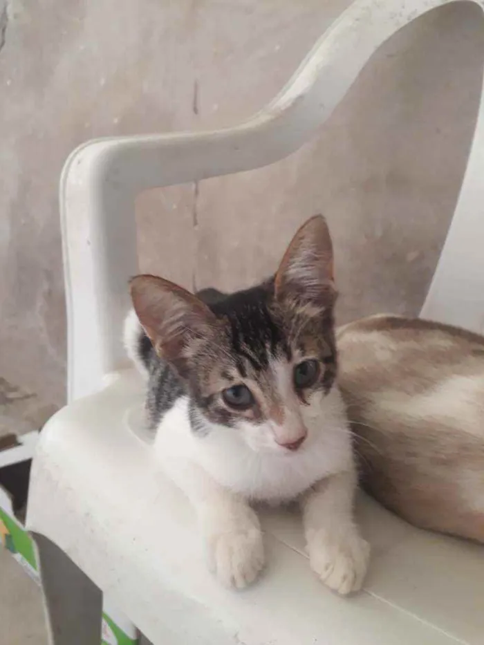 Gato raça Siamês misturado idade 2 a 6 meses nome Tolò
