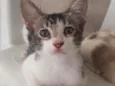 Tolò