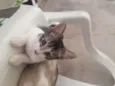 Tolò