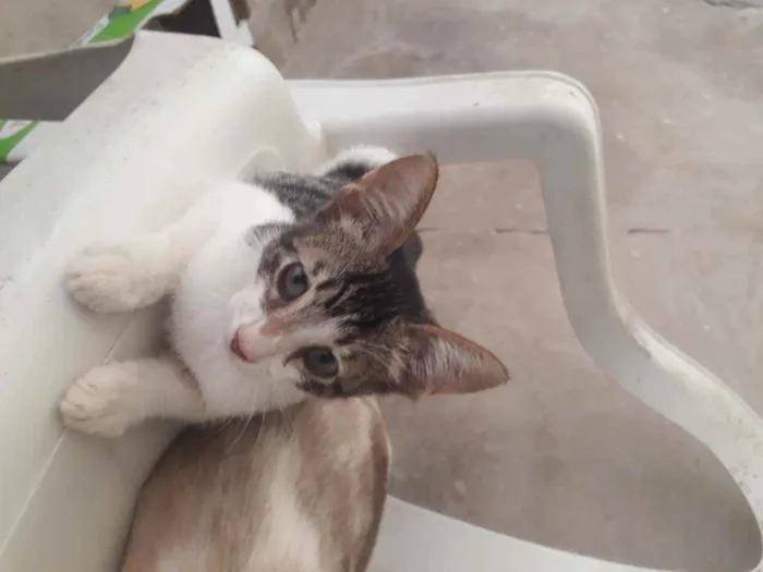 Gato raça Siamês misturado idade 2 a 6 meses nome Tolò
