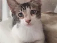 Tolò