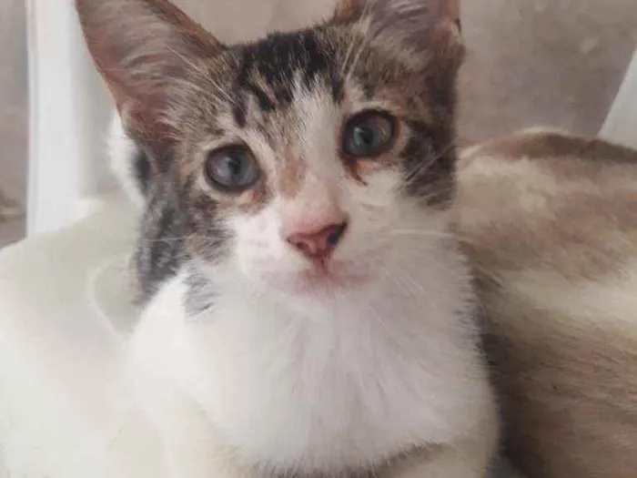 Gato raça Siamês misturado idade 2 a 6 meses nome Tolò
