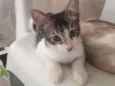 Tolò
