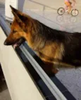 Bel