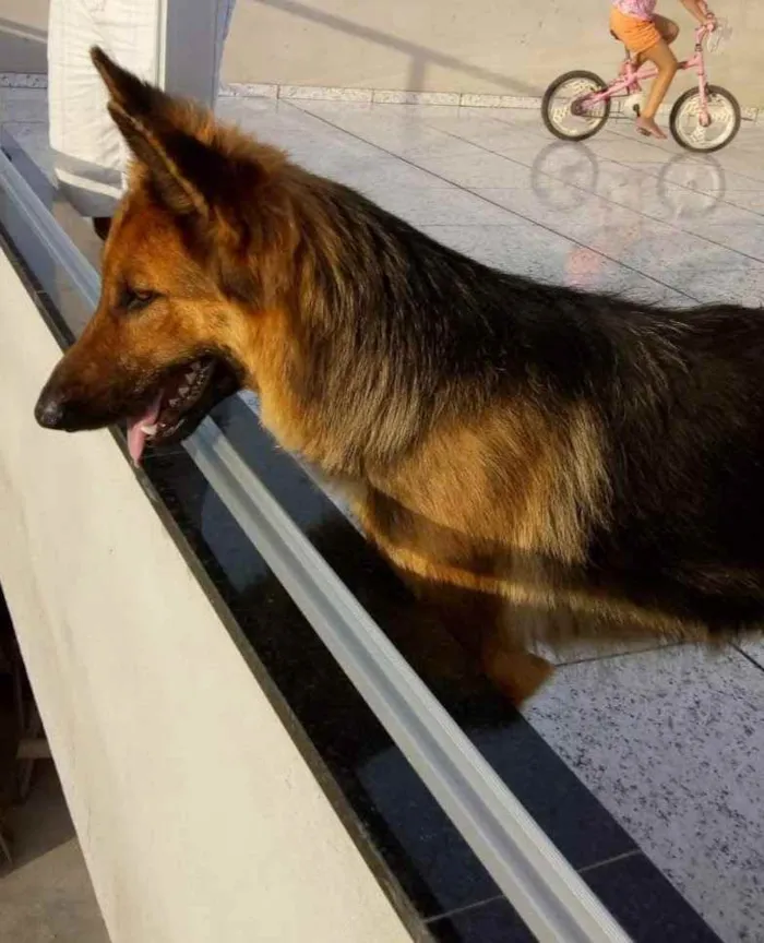 Cachorro raça Pastor alemão idade 3 anos nome Bel