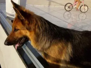 Cachorro raça Pastor alemão idade 3 anos nome Bel