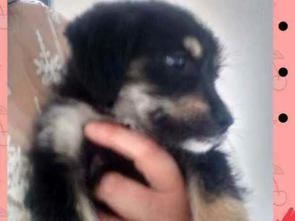 Cachorro ra a Srd idade 2 a 6 meses nome Lola 