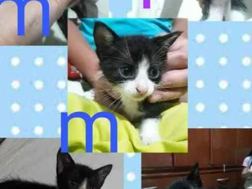 Gato ra a  idade 2 a 6 meses nome Gatinhos