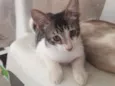 Tolò