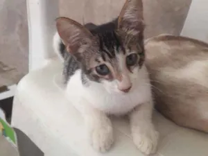 Gato raça Siamês misturado idade 2 a 6 meses nome Tolò