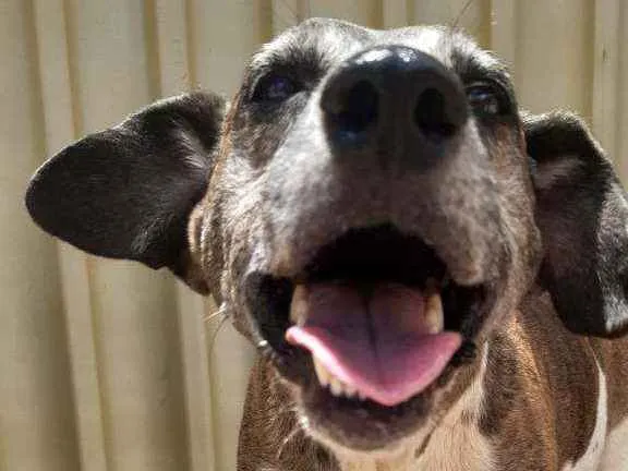 Cachorro ra a Vira lata idade 6 ou mais anos nome Não sei