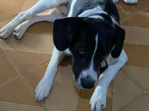 Cachorro raça SRD-ViraLata idade 1 ano nome Mickey