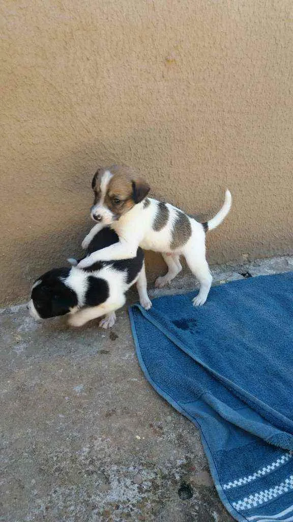 Cachorro ra a Vira lata idade 2 a 6 meses nome Nao tem nome são fil