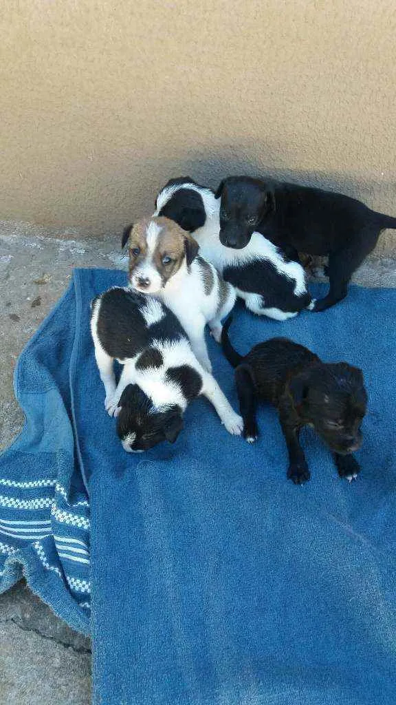 Cachorro ra a Vira lata idade 2 a 6 meses nome Nao tem nome são fil