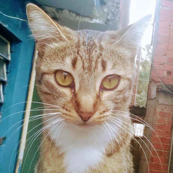 Gato raça  idade 7 a 11 meses nome Nina