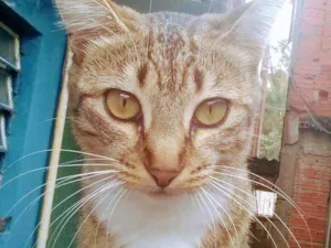 Gato raça  idade 7 a 11 meses nome Nina