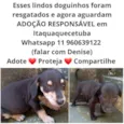 Bebês