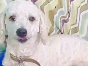 Cachorro raça Poodle idade 2 anos nome Paulinho Poodle