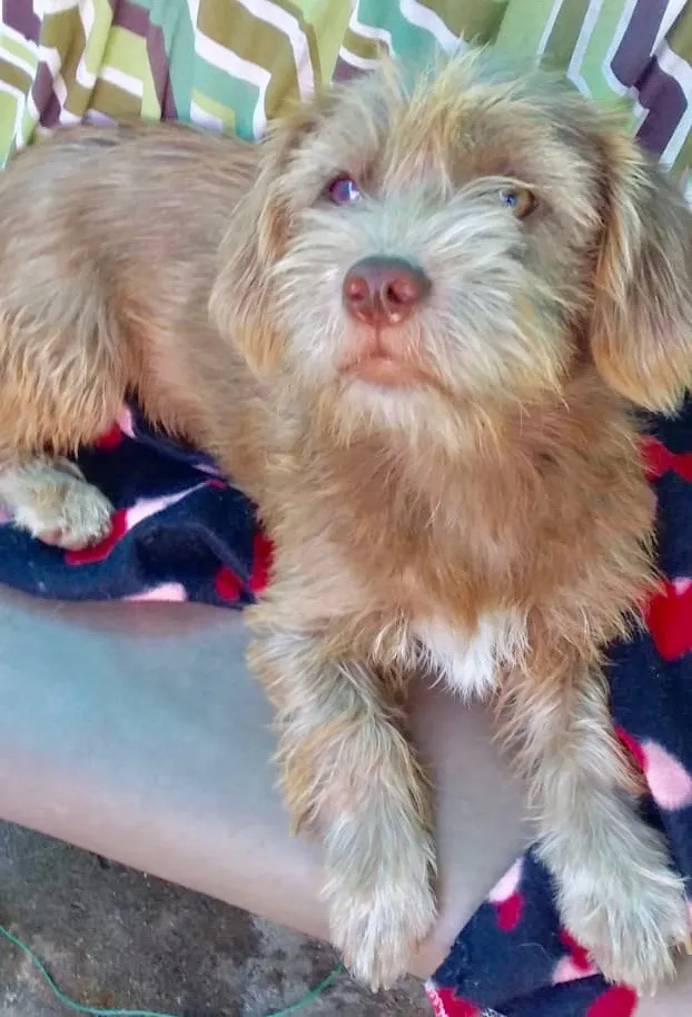 Cachorro ra a  idade 7 a 11 meses nome Sofia Filhote
