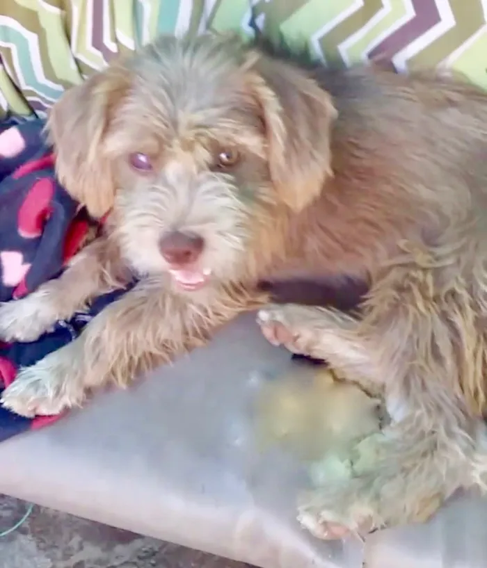 Cachorro ra a  idade 7 a 11 meses nome Sofia Filhote