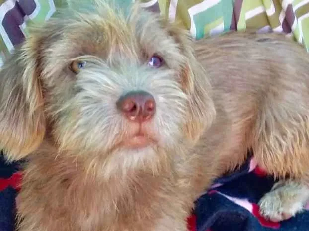 Cachorro ra a  idade 7 a 11 meses nome Sofia Filhote