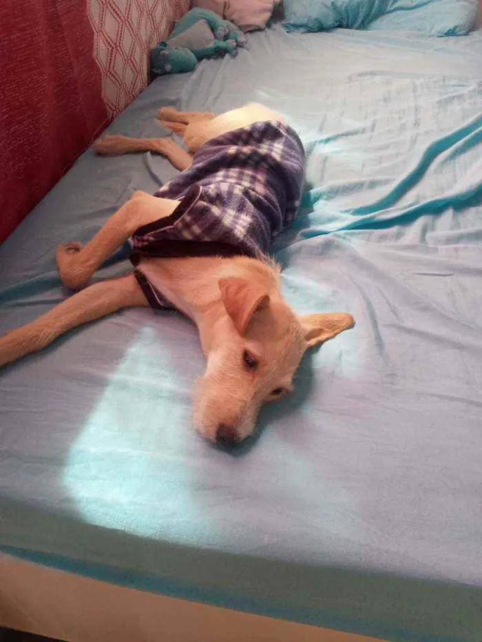 Cachorro raça SRD idade 2 a 6 meses nome Suzi