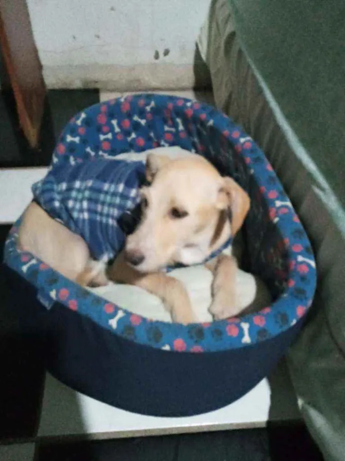Cachorro raça SRD idade 2 a 6 meses nome Suzi