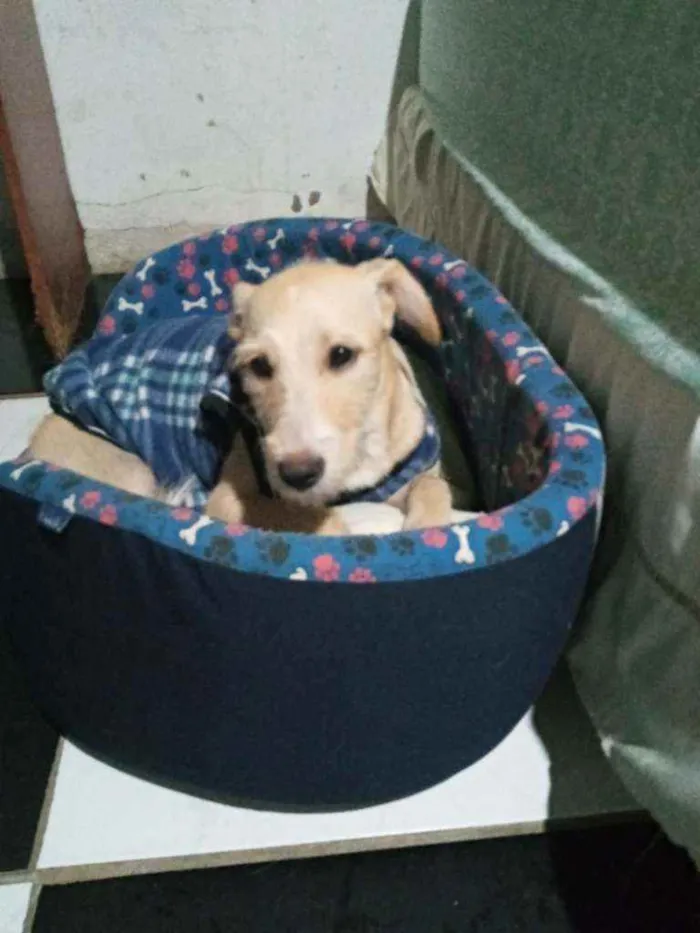 Cachorro raça SRD idade 2 a 6 meses nome Suzi