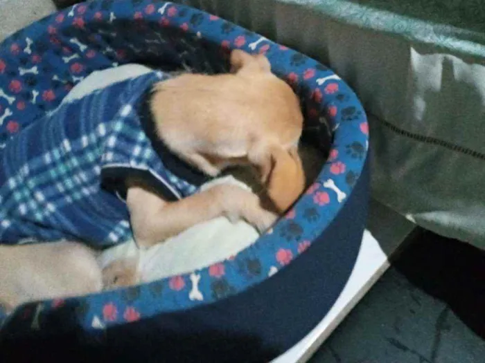 Cachorro raça SRD idade 2 a 6 meses nome Suzi