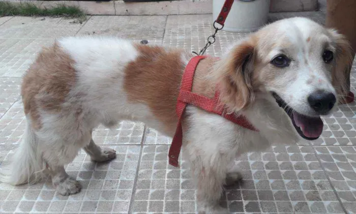 Cachorro ra a Mestiço  idade 5 anos nome Alvin Gabriel
