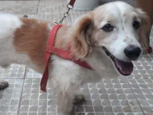 Cachorro raça Mestiço  idade 5 anos nome Alvin Gabriel