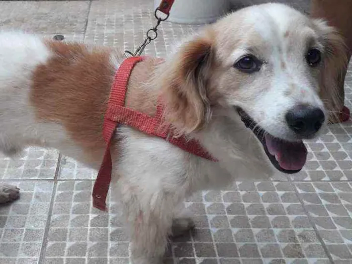 Cachorro ra a Mestiço  idade 5 anos nome Alvin Gabriel