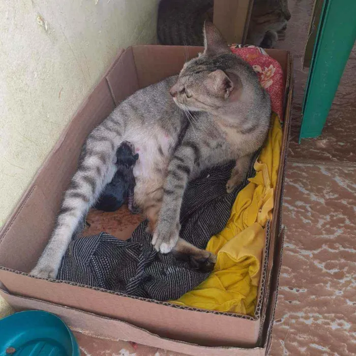 Gato ra a Vira lata   idade 2 anos nome Magrela