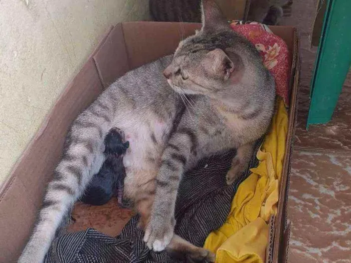 Gato ra a Vira lata   idade 2 anos nome Magrela