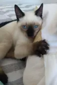 Chico