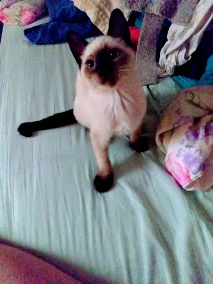 Gato ra a SRD idade 2 a 6 meses nome Chico