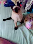 Chico