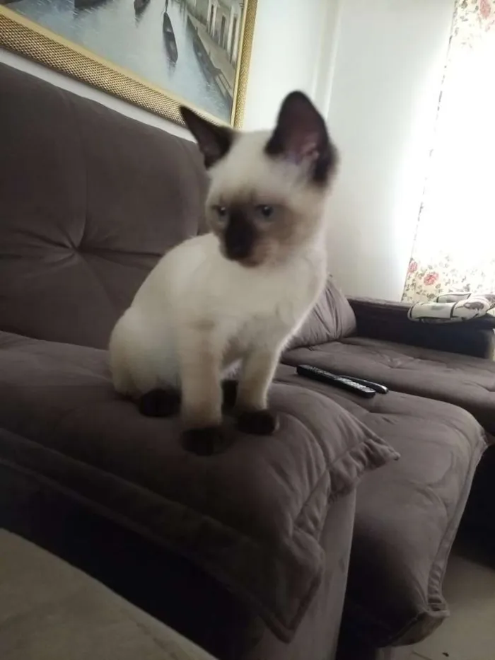 Gato ra a SRD idade 2 a 6 meses nome Chico