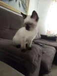 Chico