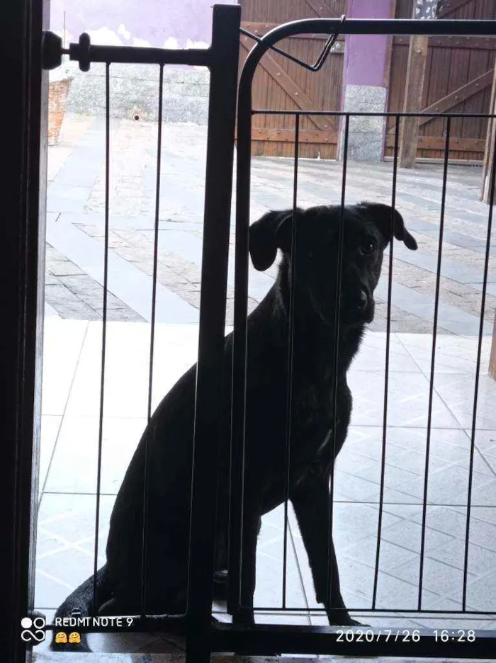 Cachorro ra a Vira lata idade 2 anos nome Preto Júnior