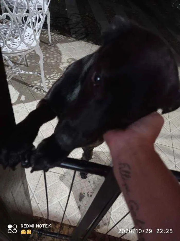 Cachorro ra a Vira lata idade 2 anos nome Preto Júnior