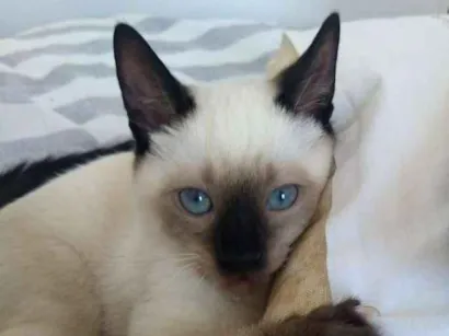 Gato raça SRD idade 2 a 6 meses nome Chico