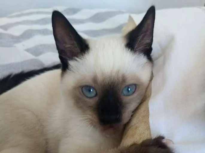 Gato ra a SRD idade 2 a 6 meses nome Chico