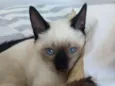Chico