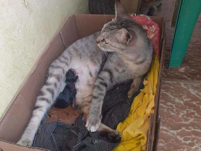 Gato ra a Vira lata   idade 2 anos nome Magrela