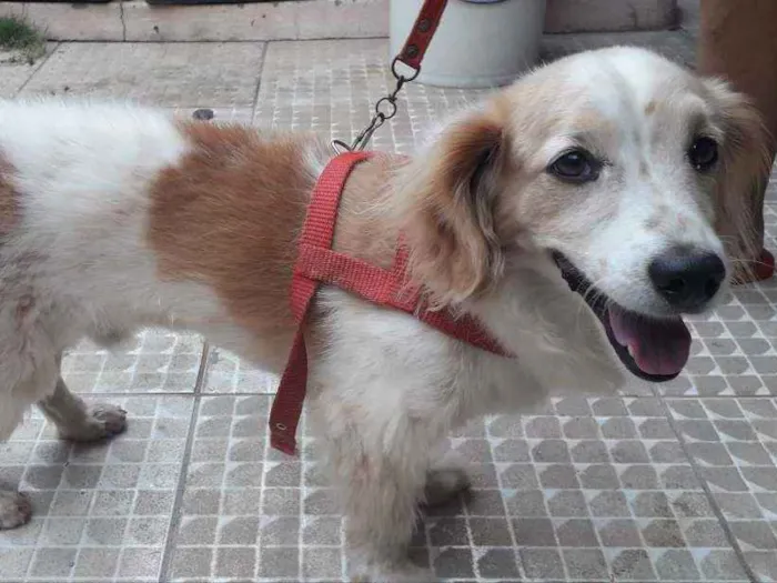 Cachorro ra a Mestiço  idade 5 anos nome Alvin Gabriel