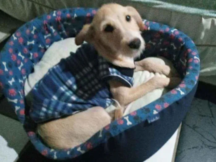 Cachorro raça SRD idade 2 a 6 meses nome Suzi