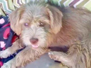 Cachorro raça  idade 7 a 11 meses nome Sofia Filhote 