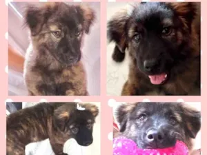 Cachorro raça srd idade 2 a 6 meses nome Pepita