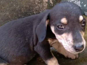 Cachorro raça  idade  nome Bebês